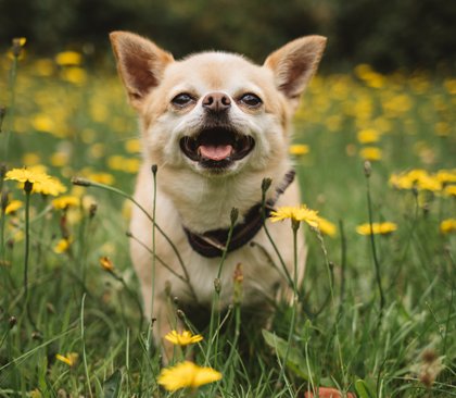 Bella - Chihuahua Mix