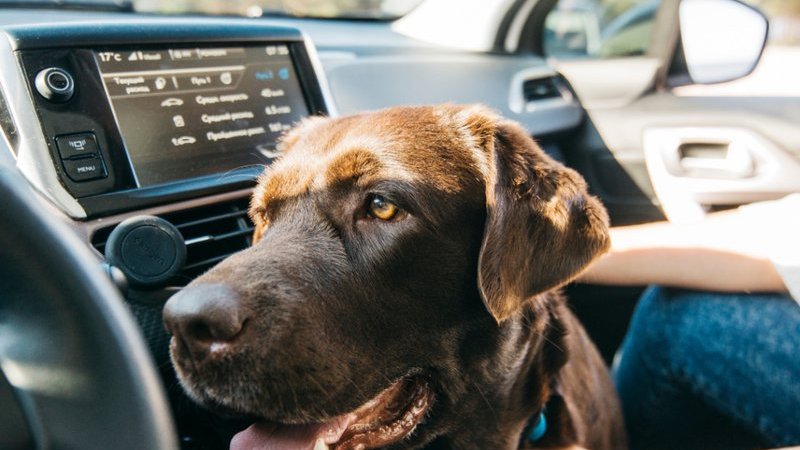 Preparing your home for a foster dog