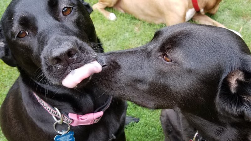 Rescue dog settling into new home