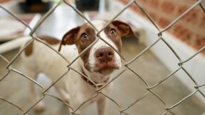 Dog adoption process