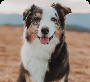 Charlie - Terrier Mix