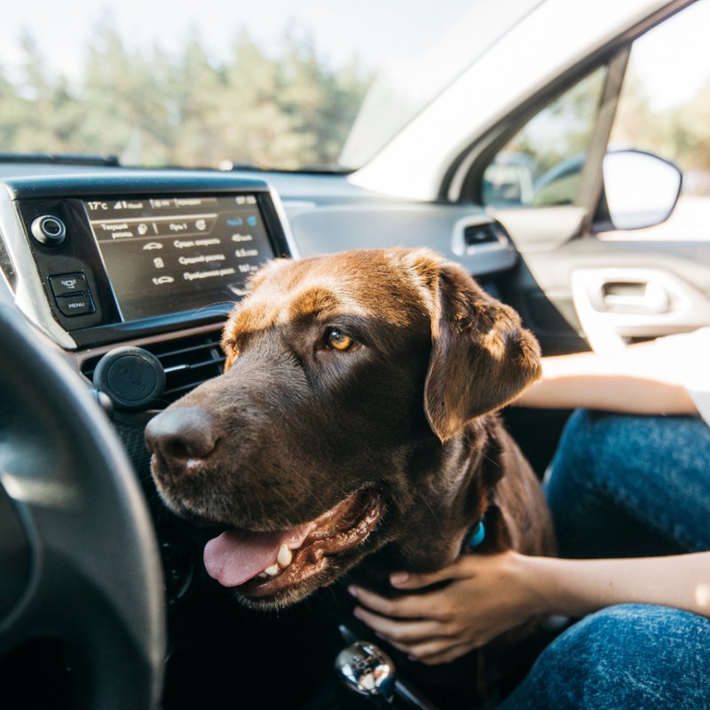 Dog in foster home