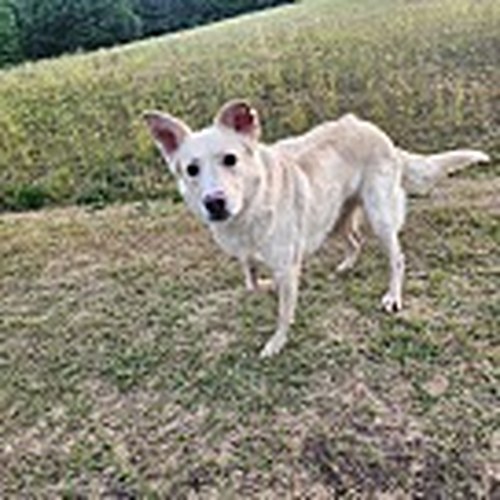 Jesse - Golden Retriever Mix
