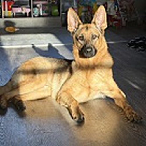 Kane - German Shepherd