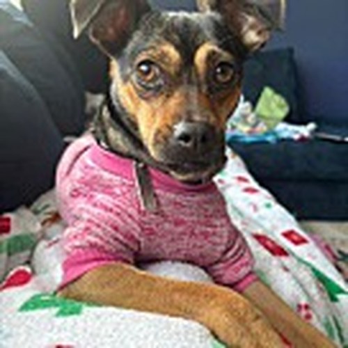 Maple - Miniature Pinscher Mix