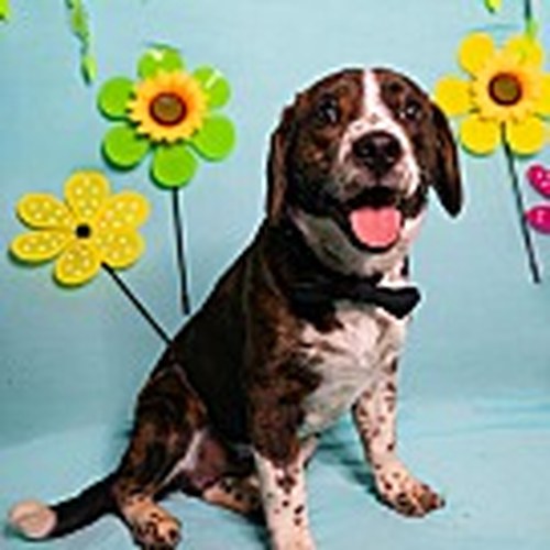 Patch - Beagle Mix