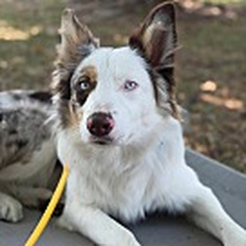 Scout - Border Collie