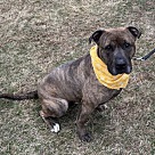 Stella - Mastiff Mix