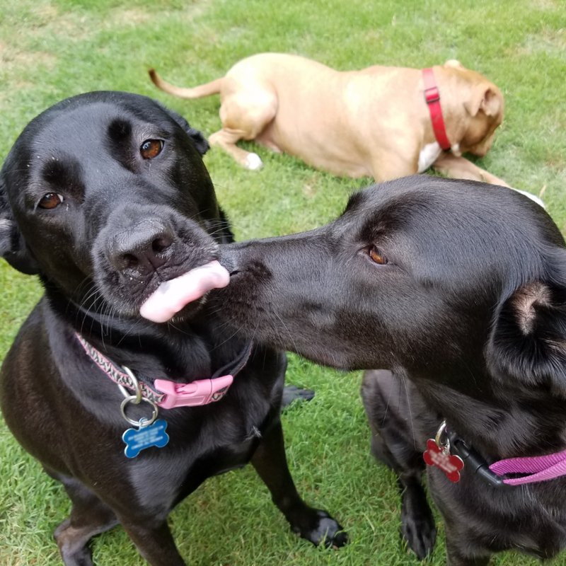 Rescue dogs together