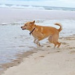 Magnolia (formerly Honey)