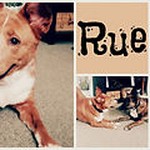 Rue